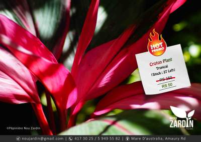 Croton Plant - Promo sale - Plants and Trees on Aster Vender