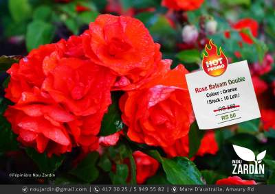 Rose Balsam Plant - Promo sale