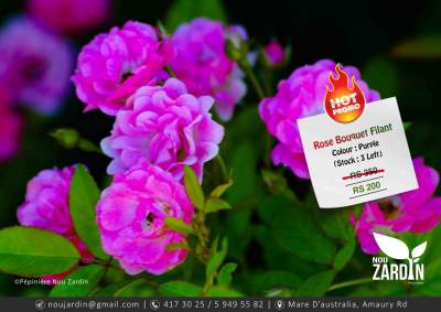 Rose Plant - Promo sale