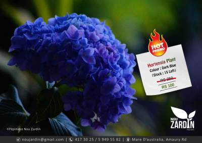 Hortensia Plant - Promo sale - Plants and Trees on Aster Vender