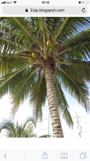Coconut trees for decoration or fruits - Plants and Trees