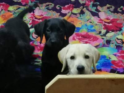 Labrador Puppy - Dogs on Aster Vender