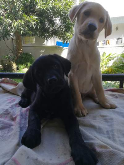 Labrador retriever puppies  - Dogs