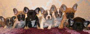 French bulldog puppies ready now - Dogs on Aster Vender