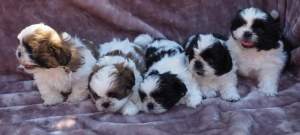 Shih Tzu Puppies - Dogs on Aster Vender