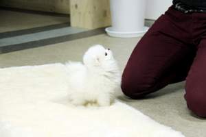  Adorable Pedigree Pomeranian Puppies  - Dogs on Aster Vender