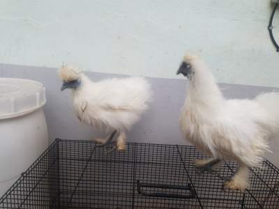 Silkie Breeding Pair - Birds on Aster Vender