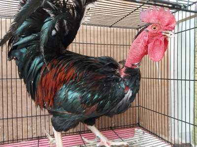 Rooster  - Birds on Aster Vender