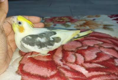 Cockatiel - Birds on Aster Vender