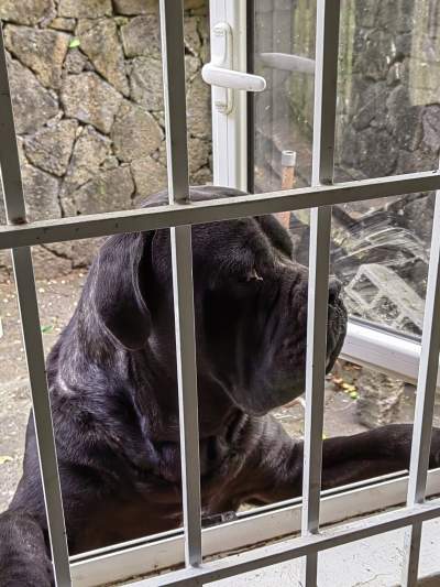 Cane corso - Dogs on Aster Vender