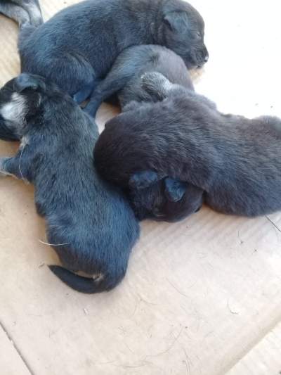 Puppies - Dogs on Aster Vender