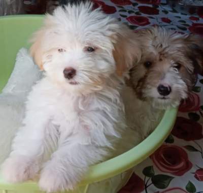 Chien griffon nain pur sang a vendre - Dogs on Aster Vender