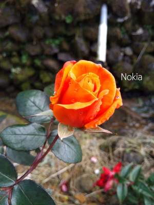 Flowering plant ( Roses) - Plants and Trees