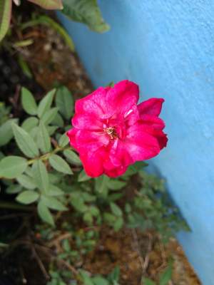 Rose - Plants and Trees