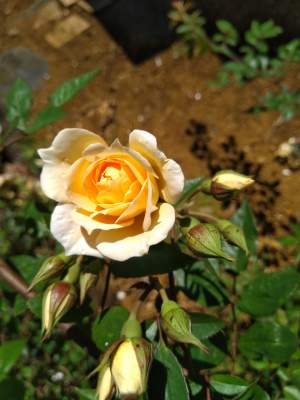 Rose - Plants and Trees