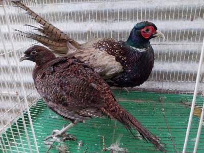 Greenwood Pheasant   - Birds on Aster Vender