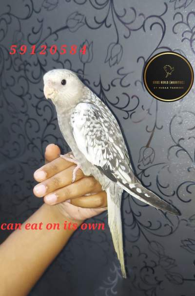 Tame cockatiel white face pearl - Birds on Aster Vender