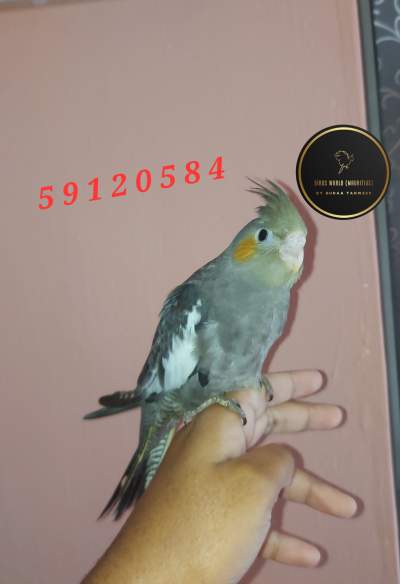  Tame Cockatiel grey - Birds on Aster Vender