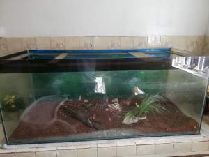 Aquarium 1.5 x 4 feet  -  Aquarium fish on Aster Vender