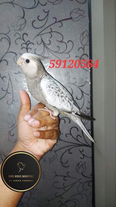 Tamed cockatiel - Birds on Aster Vender