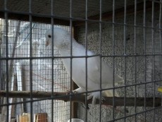 pigeon dan race fantail a vendre - Birds on Aster Vender
