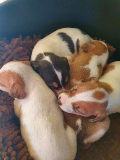 Fox terrier for sale - Dogs