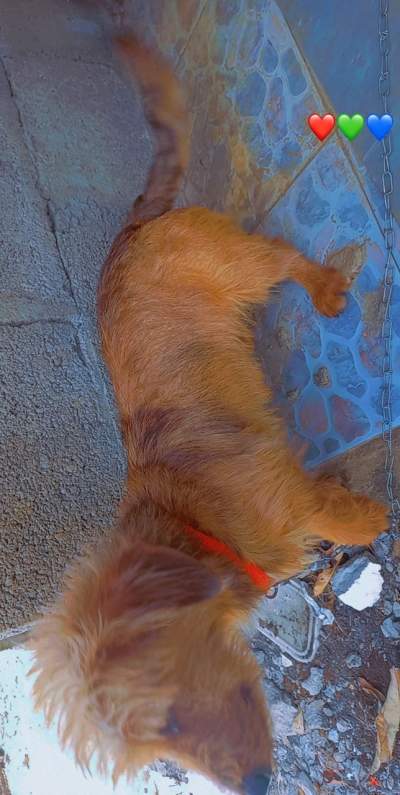 Long Haired Teckel/ Dachshunds  - Dogs on Aster Vender