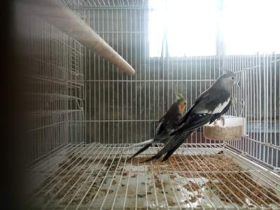 Cocatail  - Birds