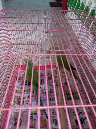 Parakeet green  - Birds on Aster Vender