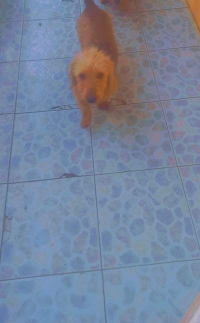 Teckel/Dachshunds  - Dogs on Aster Vender