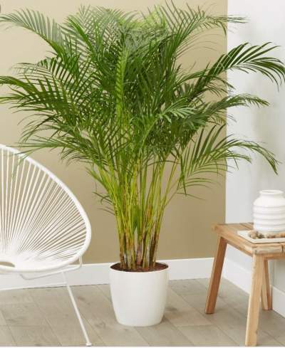 Palm mutipliant tree - Plants and Trees