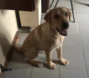 Male Labrador Puppy - Dogs on Aster Vender