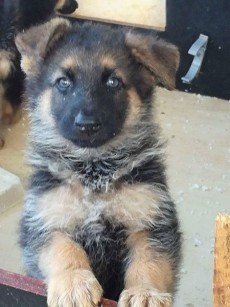 German shepherd puppies - Dogs on Aster Vender