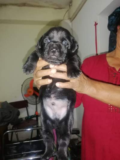 Dogs - Dogs on Aster Vender