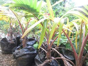 Outdoor plants bottle palm - Plants and Trees on Aster Vender