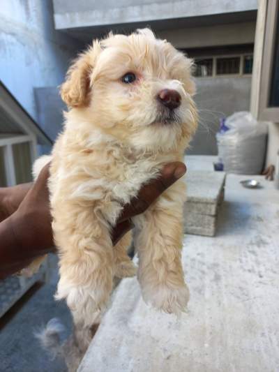 Griffon Nain Pursang - Dogs on Aster Vender