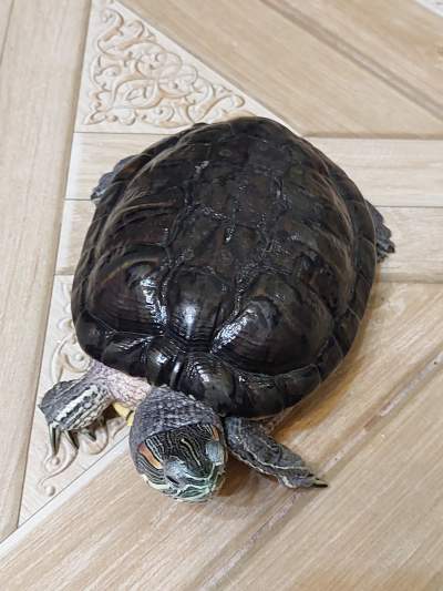 Tortue avec aquarium  - Turtles