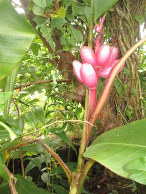 Bananier décoratif - Plants and Trees