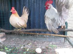 Poules Naines - Poultry on Aster Vender