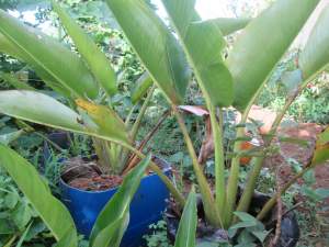 Ravinale Tree décoratif landscaping  - Plants and Trees on Aster Vender