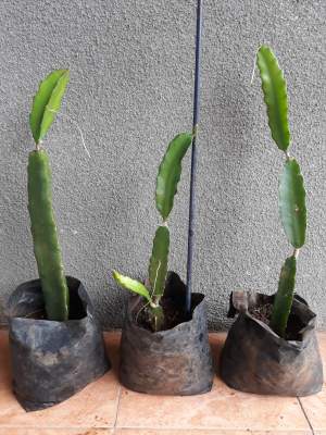 DRAGON FRUIT PLANTS (PITAYA PLANTS) - Plants and Trees