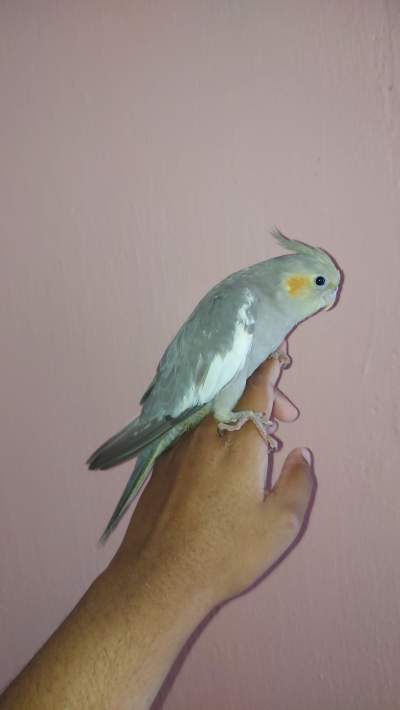 Tamed cockatiel - Birds on Aster Vender