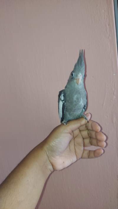 Tamed cockatiel - Birds