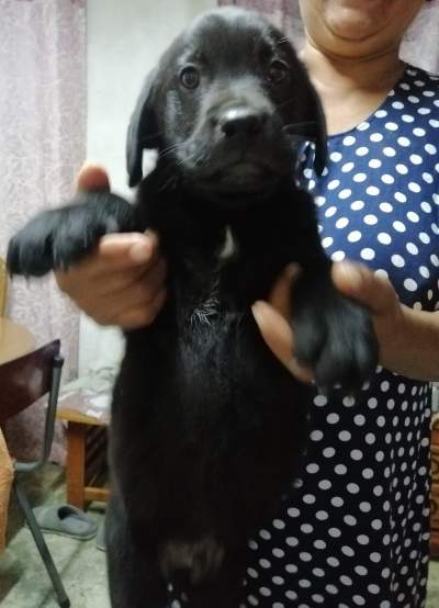 Dogs - Dogs on Aster Vender