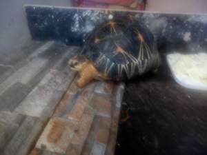 Tortue radiata - Turtles on Aster Vender