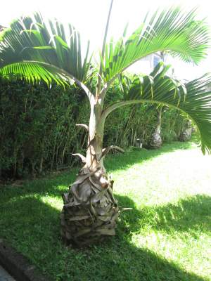 Outdoor plants (Bottle Palm) - Plants and Trees