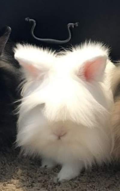 Amgora rabbit  white - Rabbit