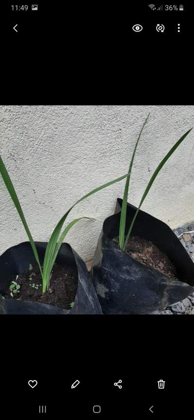 Date palm, dattier - Plants and Trees on Aster Vender