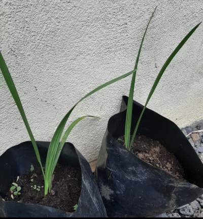 Tunisia Date palm, dattier - Plants and Trees on Aster Vender