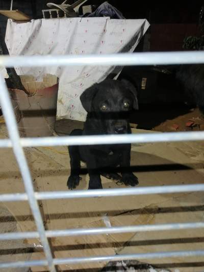 pure breed black male lab - Dogs on Aster Vender